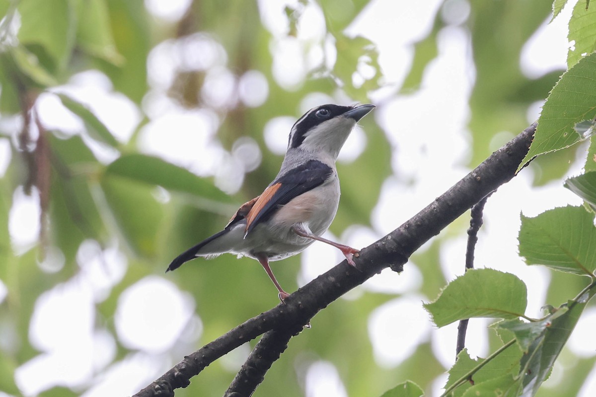 White-browed Shrike-Babbler - ML620524264