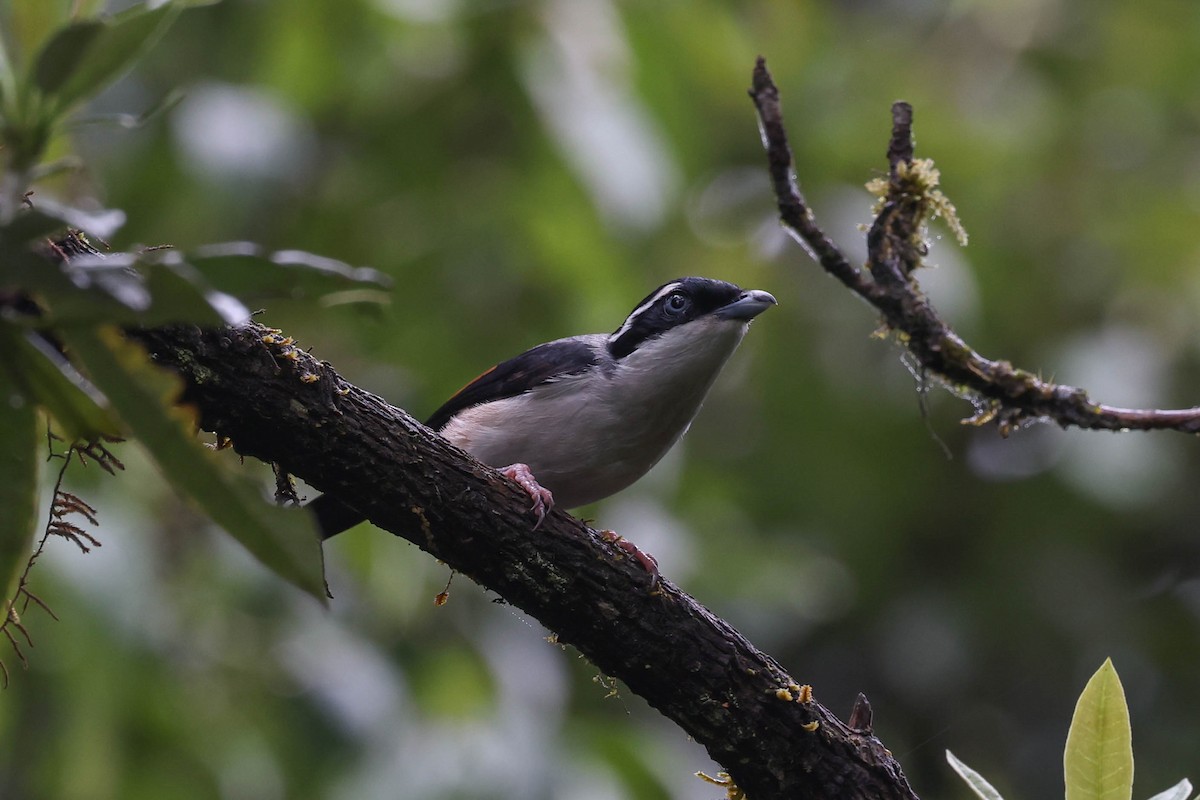 White-browed Shrike-Babbler - ML620524265