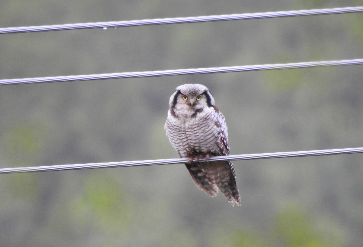 Northern Hawk Owl - ML620524266