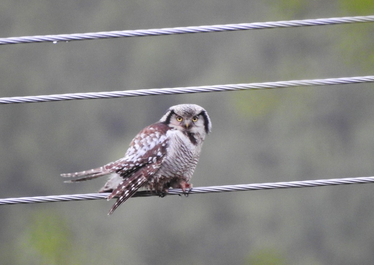 Northern Hawk Owl - ML620524267