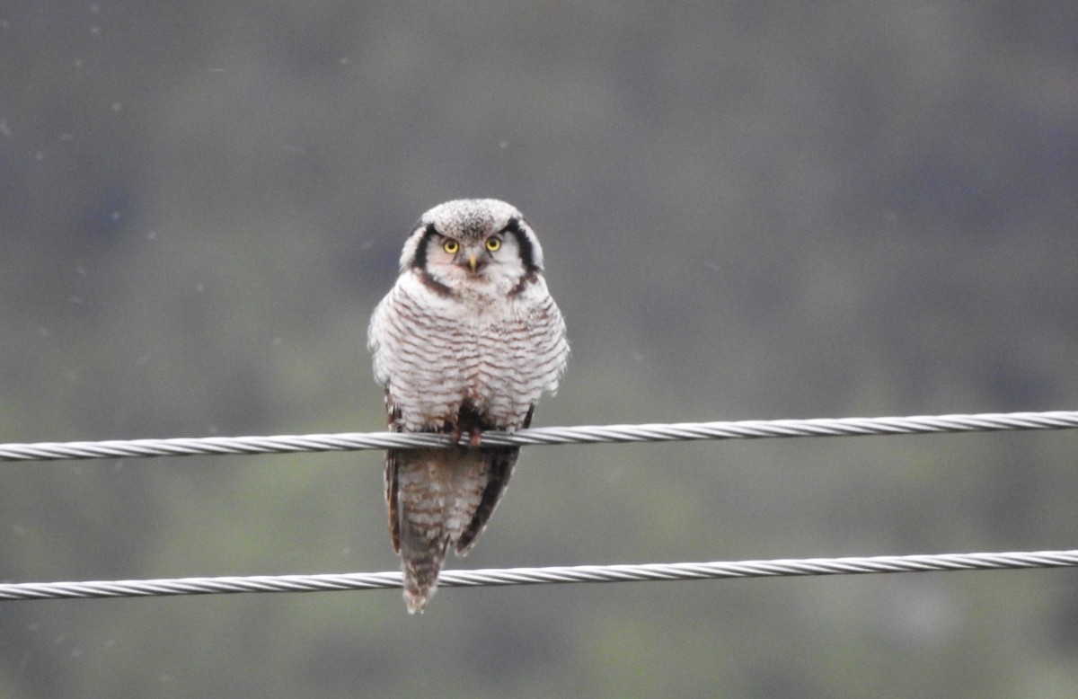 Northern Hawk Owl - ML620524268