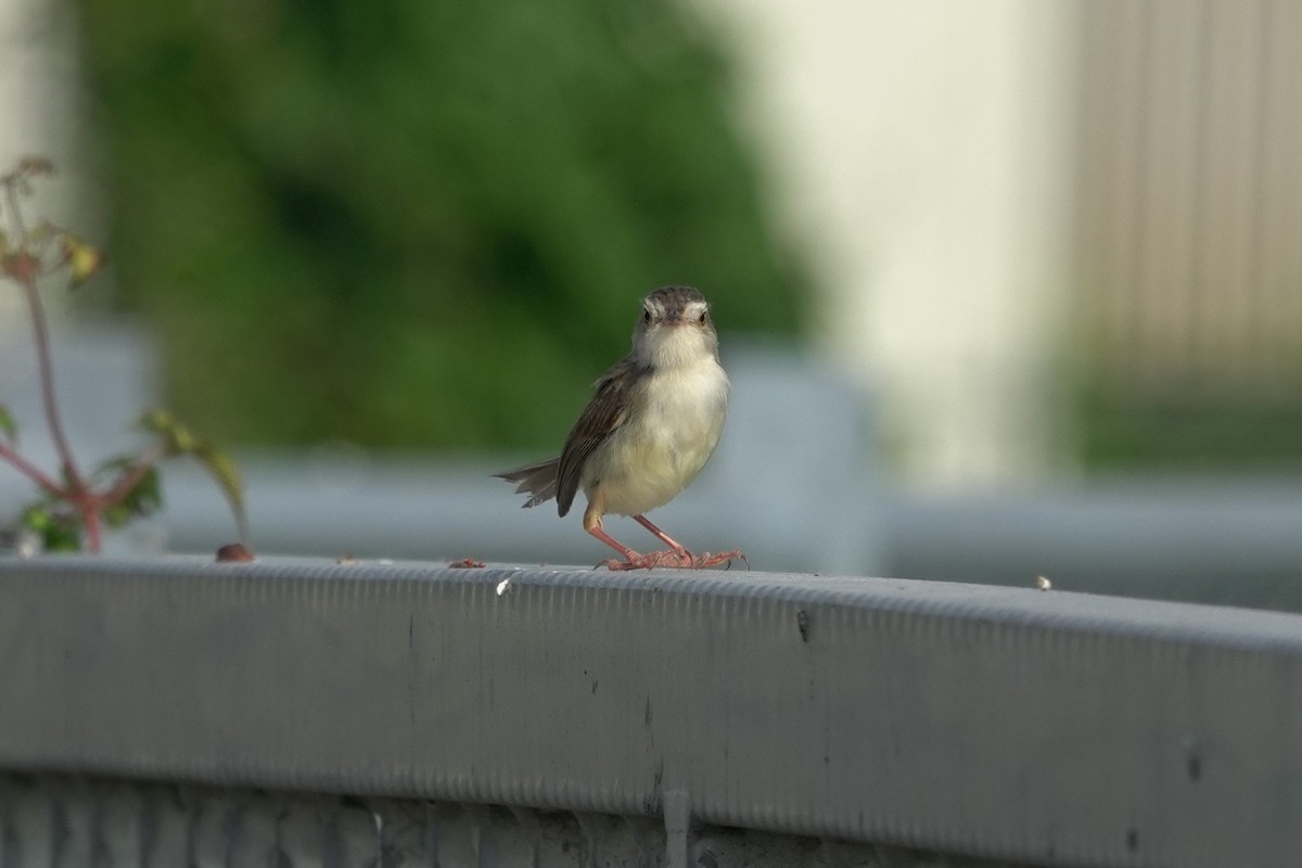 Prinia Sencilla - ML620524272