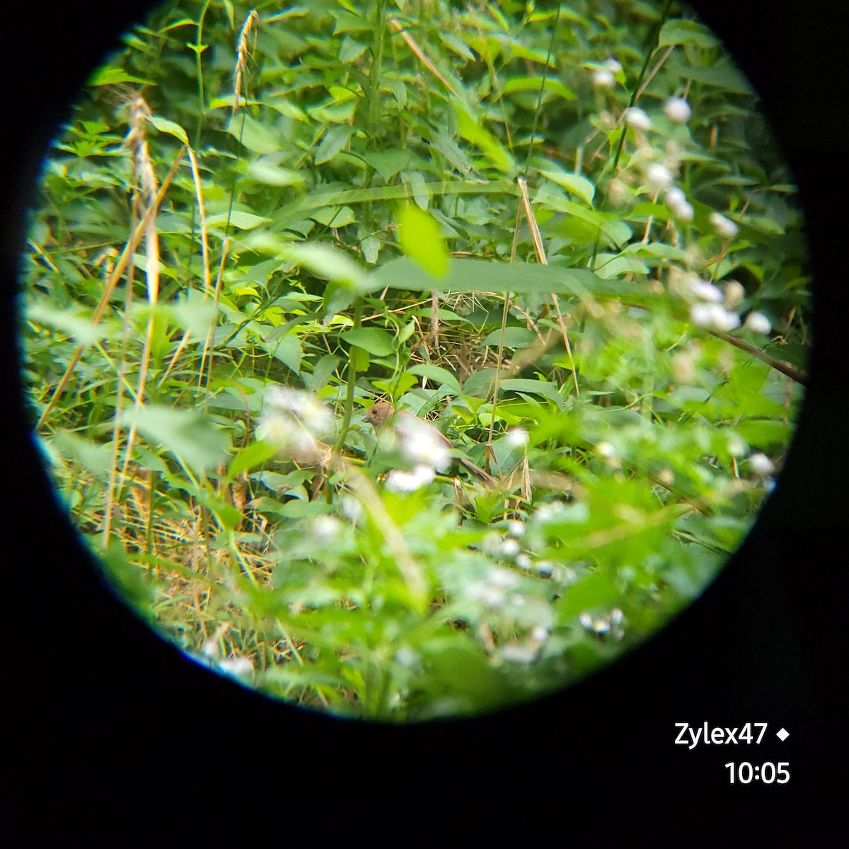 Vinous-throated Parrotbill - ML620524275