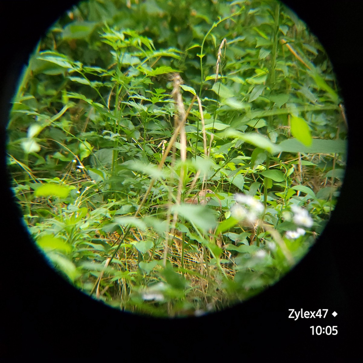 Vinous-throated Parrotbill - ML620524276