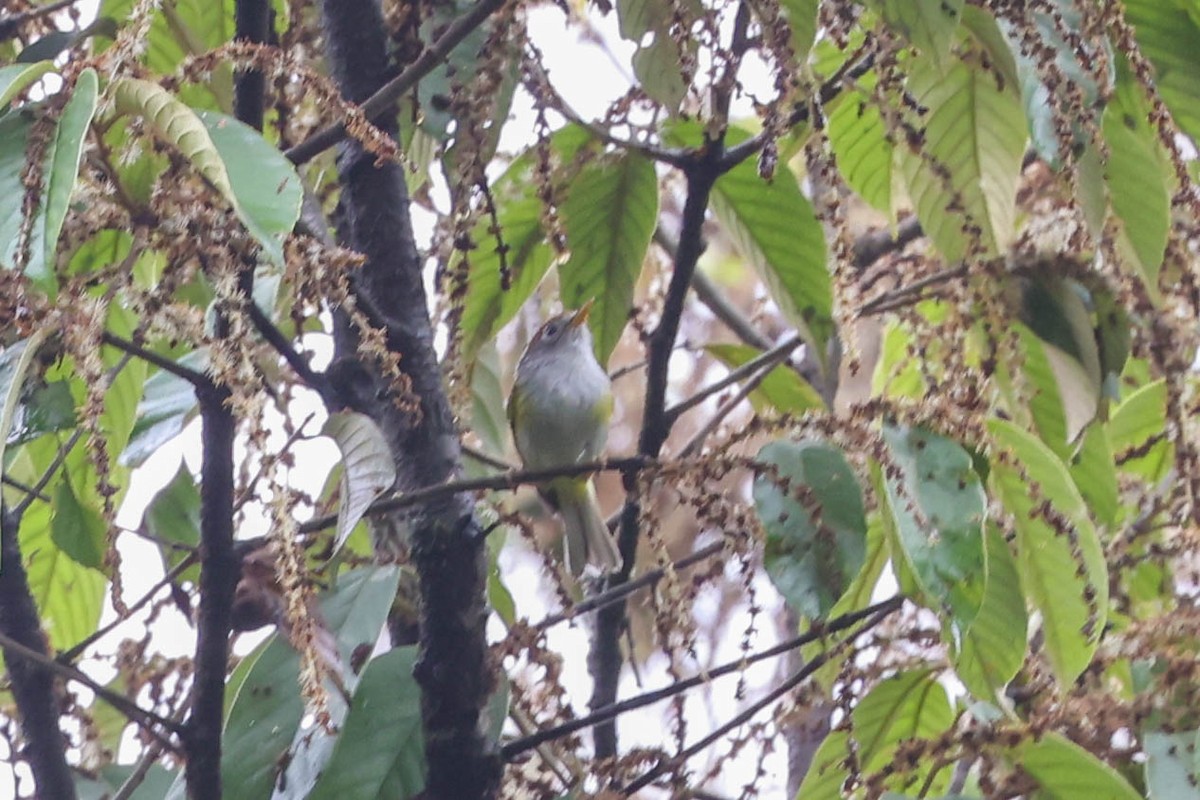 Chestnut-crowned Warbler - ML620524282