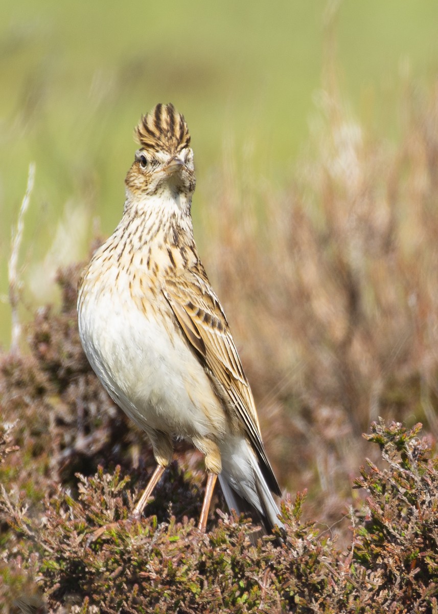 Eurasian Skylark (European) - ML620524283