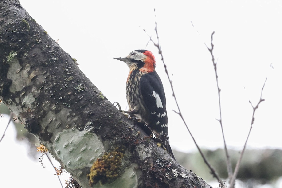 Crimson-naped Woodpecker - ML620524288