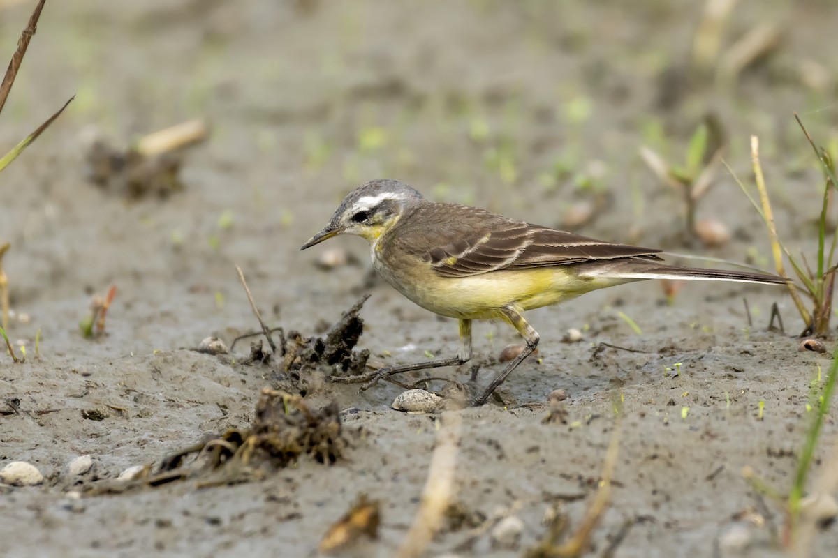 Western Yellow Wagtail - ML620524289