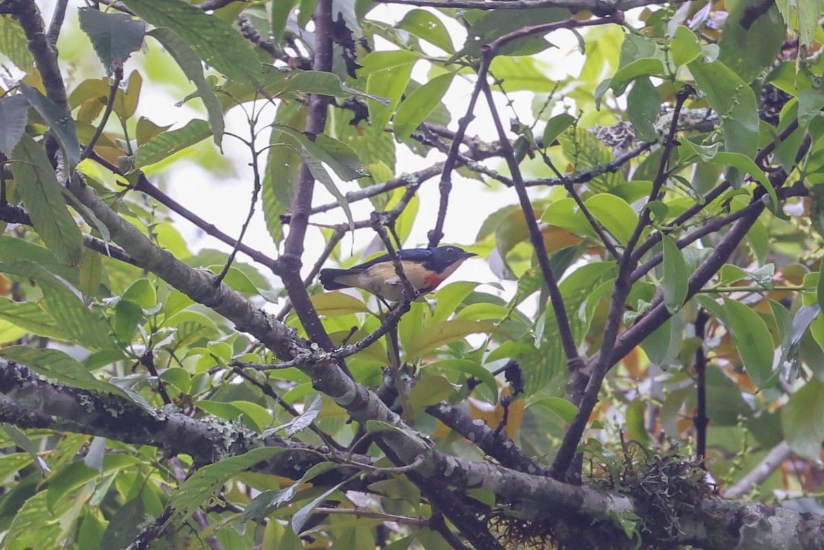 Fire-breasted Flowerpecker - ML620524292