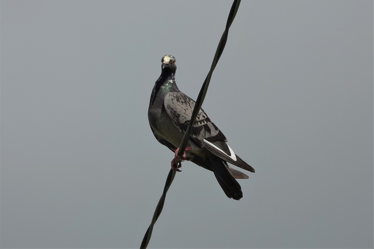 Rock Pigeon (Feral Pigeon) - ML620524293