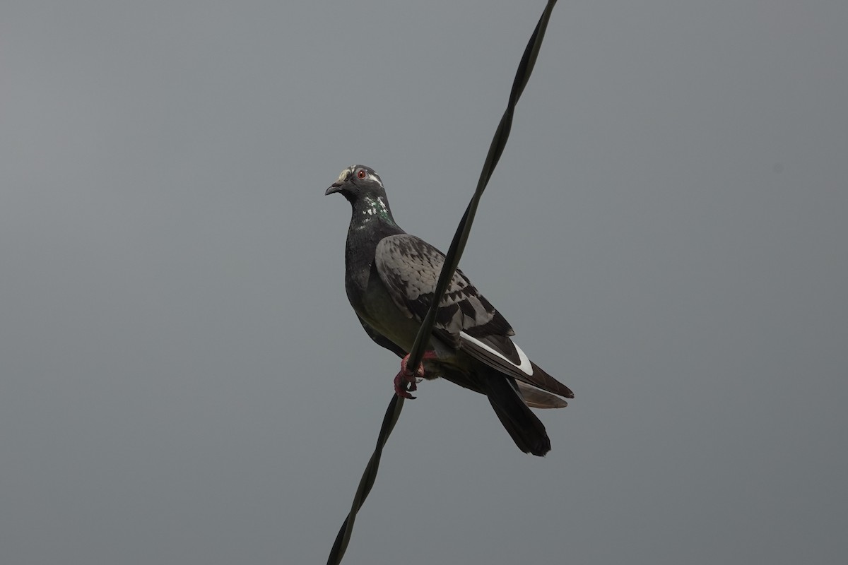 Pigeon biset (forme domestique) - ML620524294