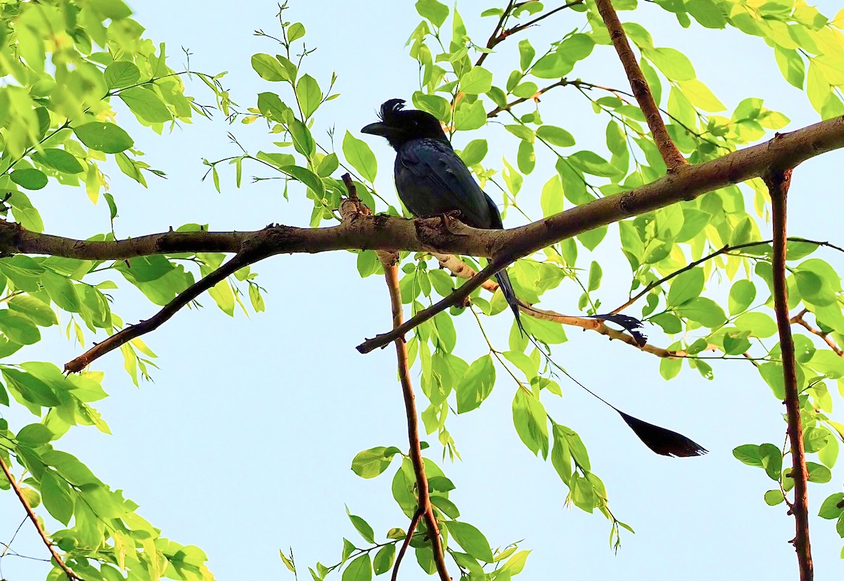 Greater Racket-tailed Drongo - ML620524301