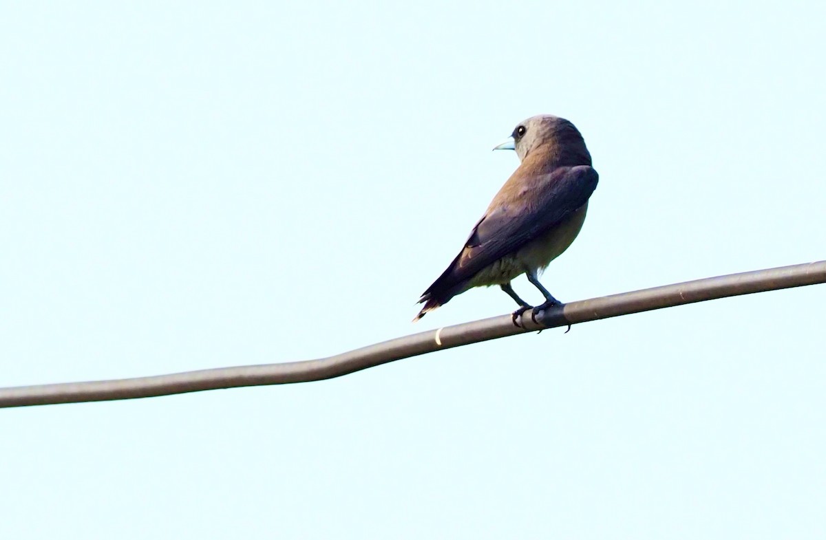 Ashy Woodswallow - ML620524302