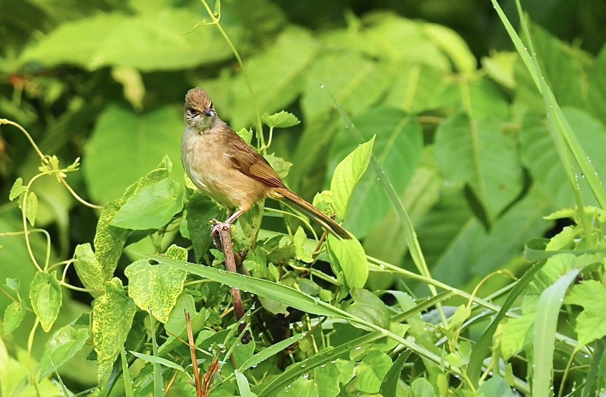 Streak-eared Bulbul - 芳色 林