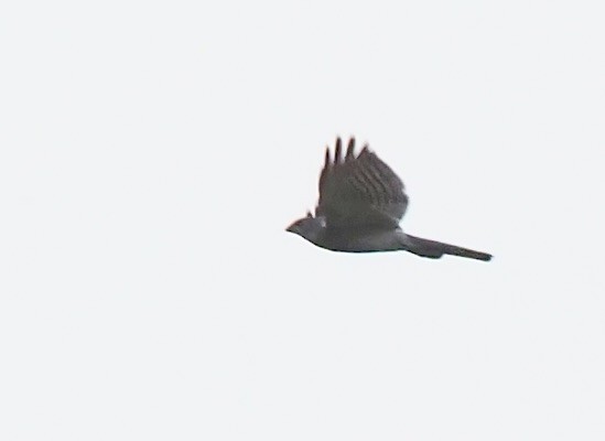 White-throated Kingfisher - ML620524306