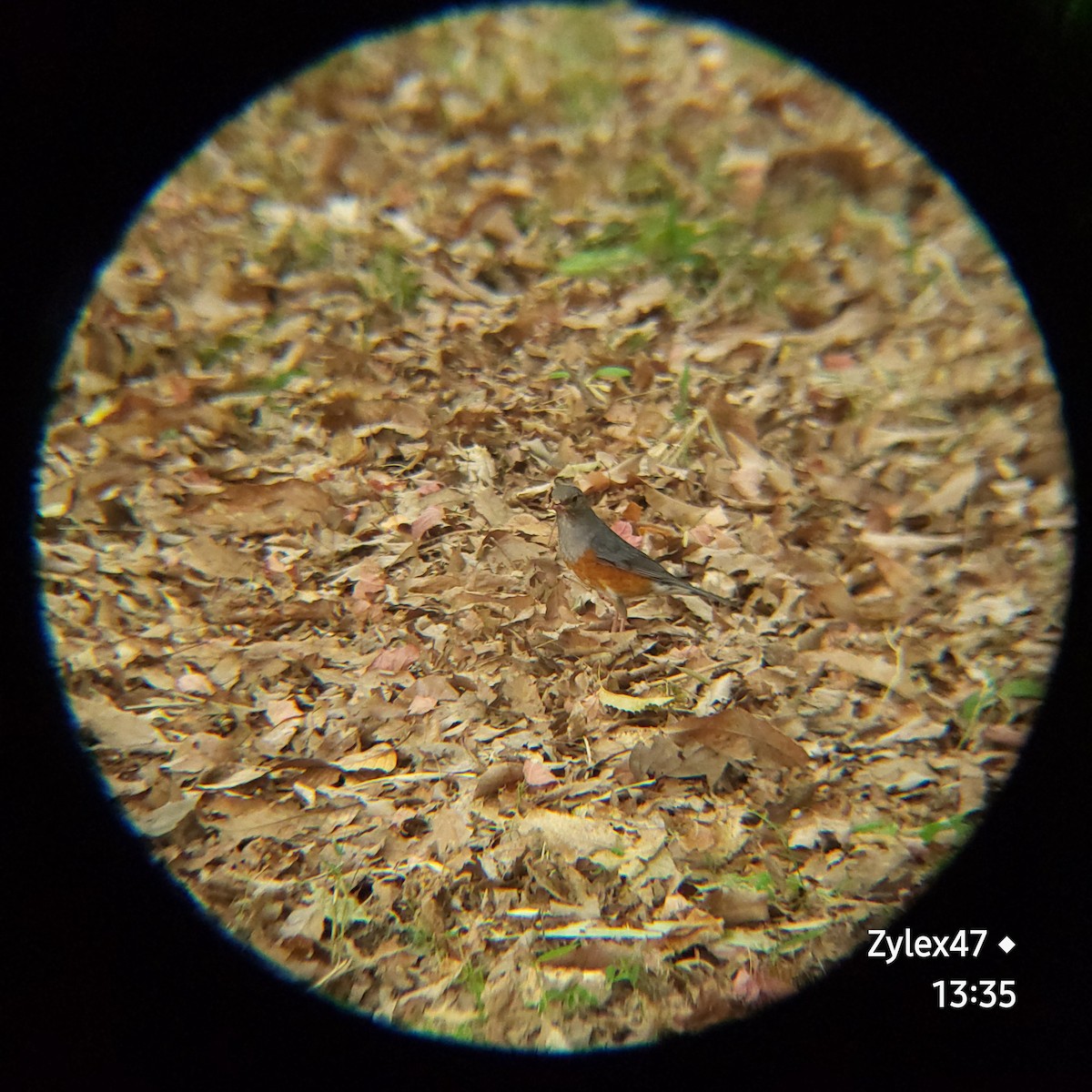 Gray-backed Thrush - ML620524312