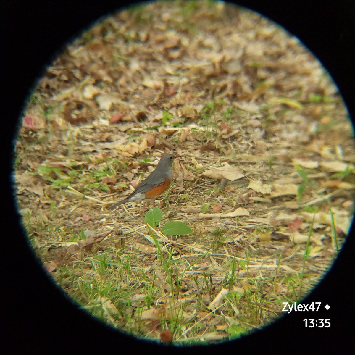 Gray-backed Thrush - ML620524313