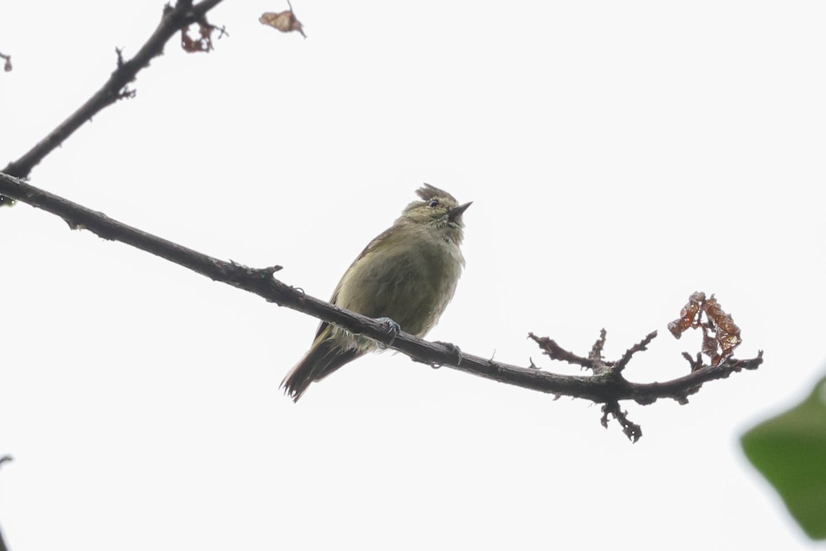 Yellow-browed Tit - ML620524316
