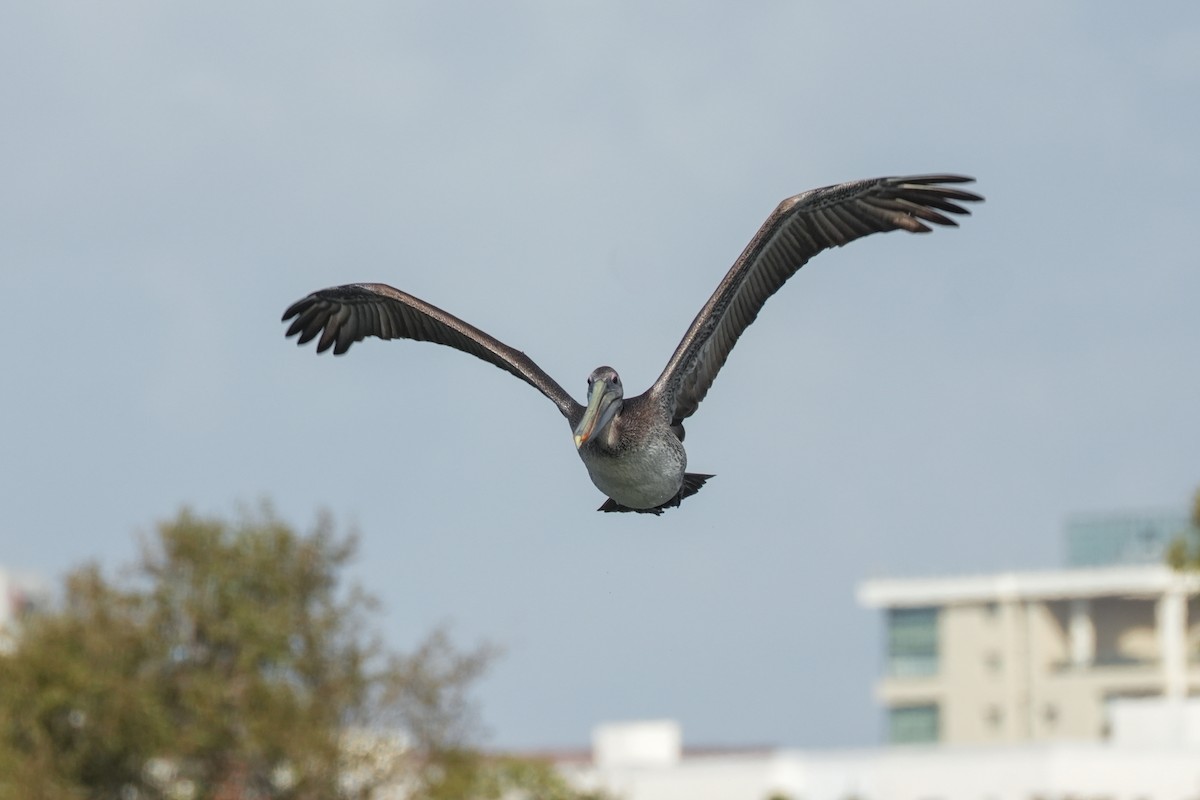 pelikán hnědý - ML620524318