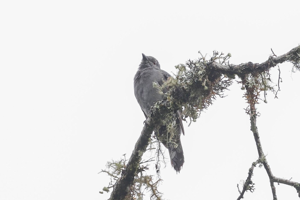 Black-winged Cuckooshrike - ML620524326