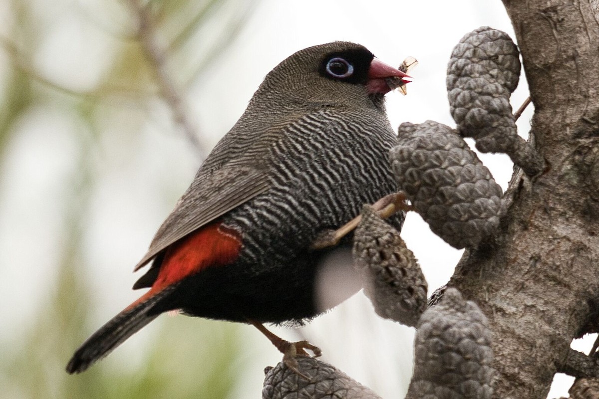 Beautiful Firetail - ML620524328