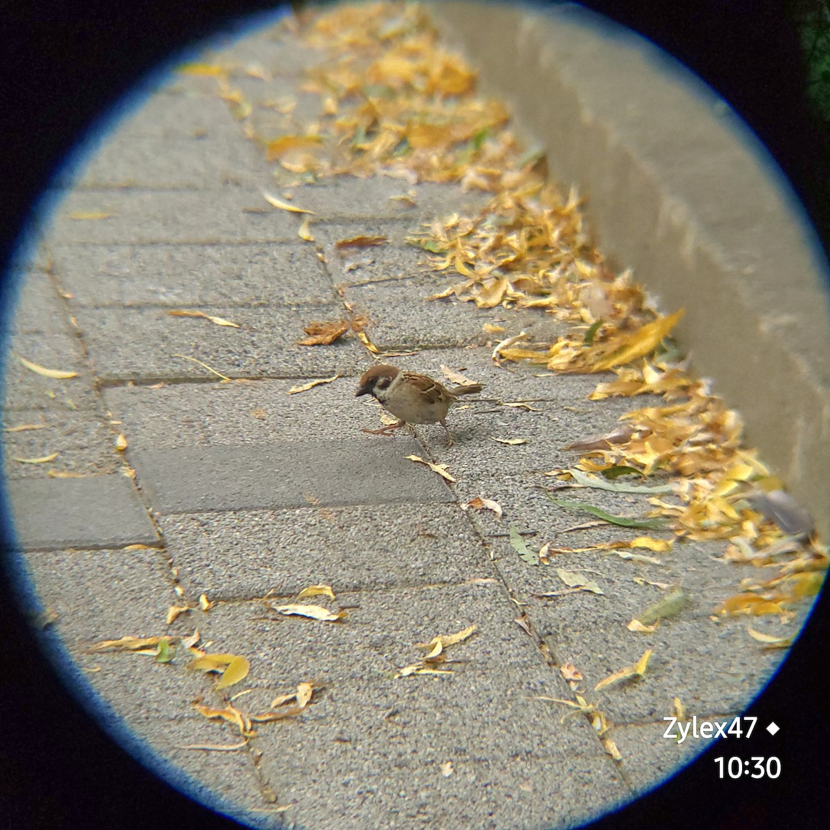 Eurasian Tree Sparrow - ML620524335