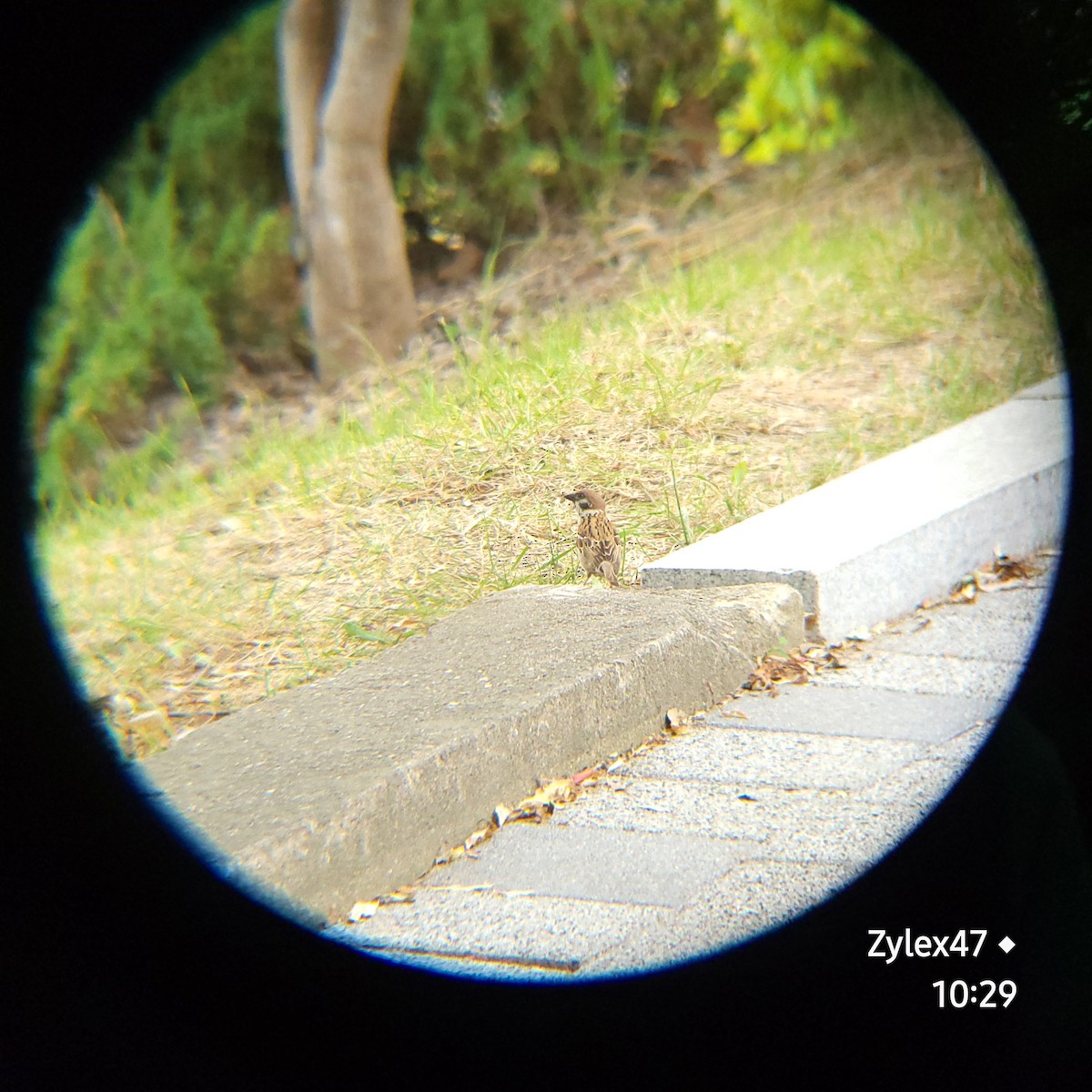 Eurasian Tree Sparrow - ML620524336