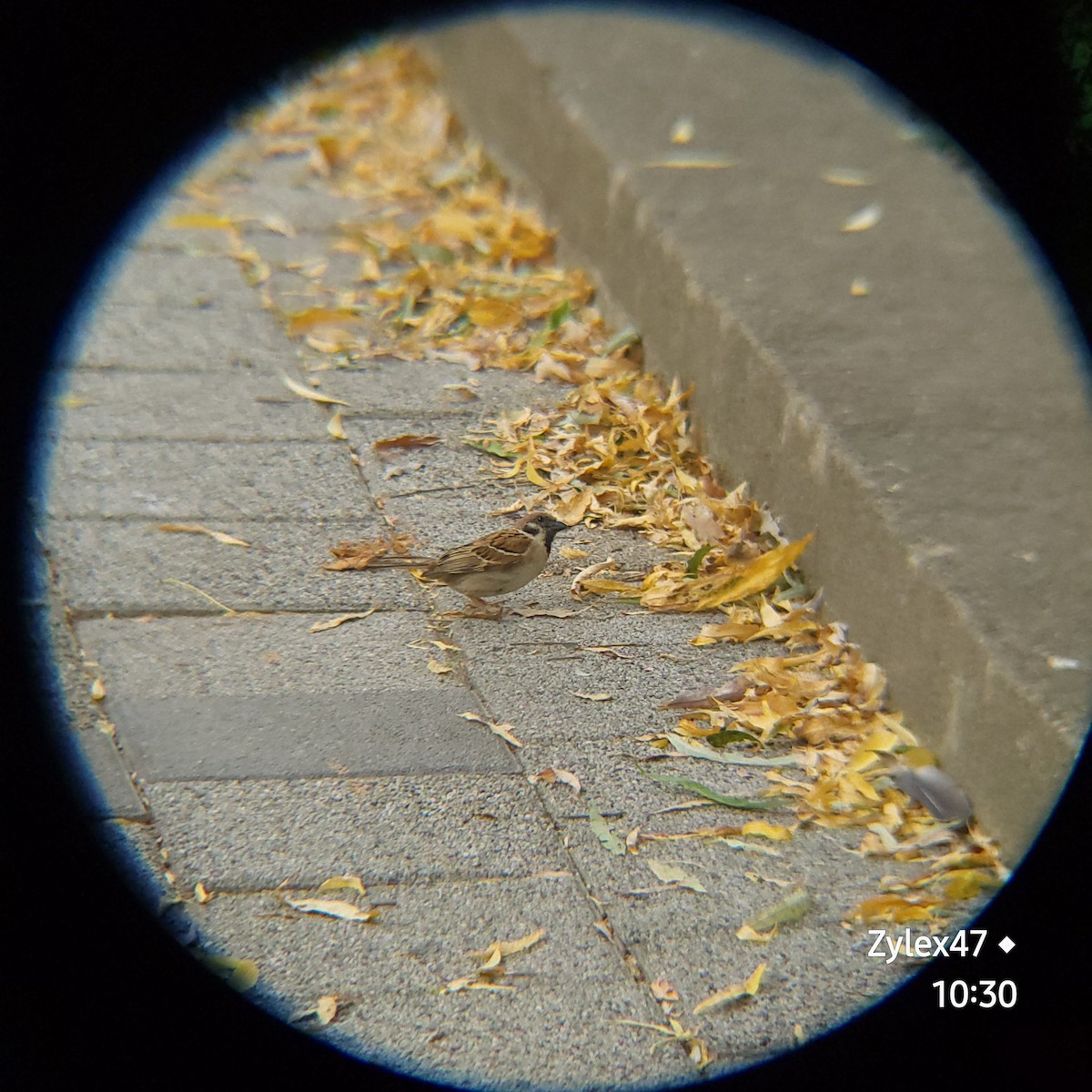 Eurasian Tree Sparrow - ML620524337