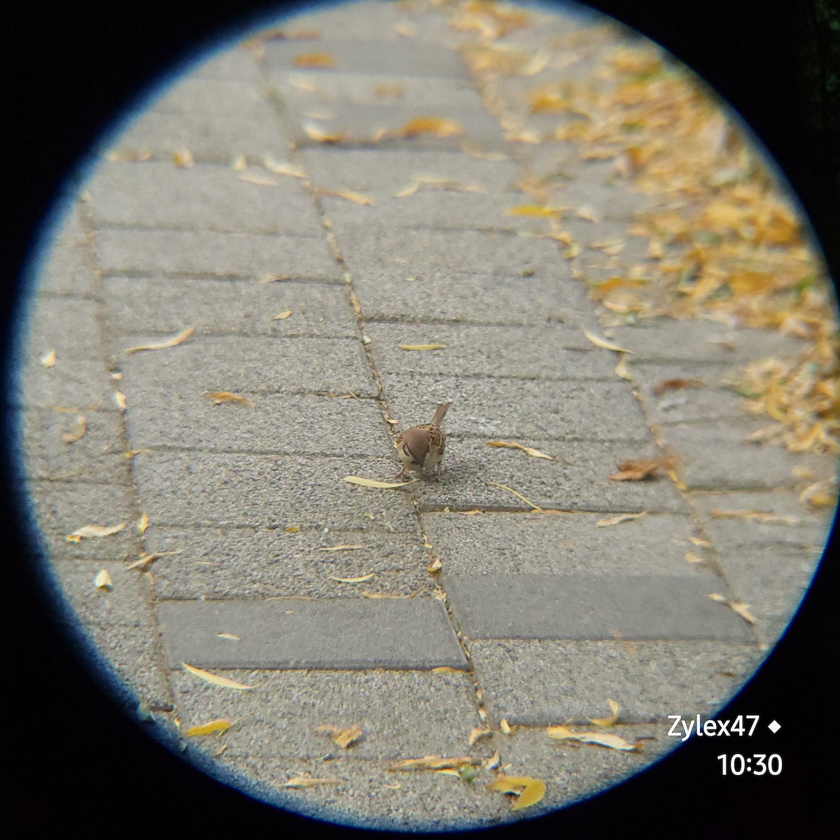 Eurasian Tree Sparrow - ML620524338