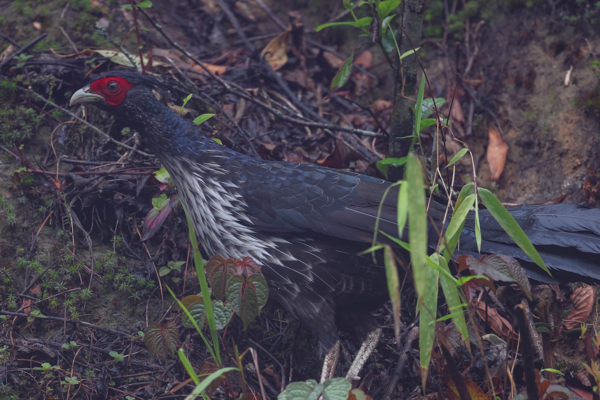 Kalij Pheasant - ML620524339