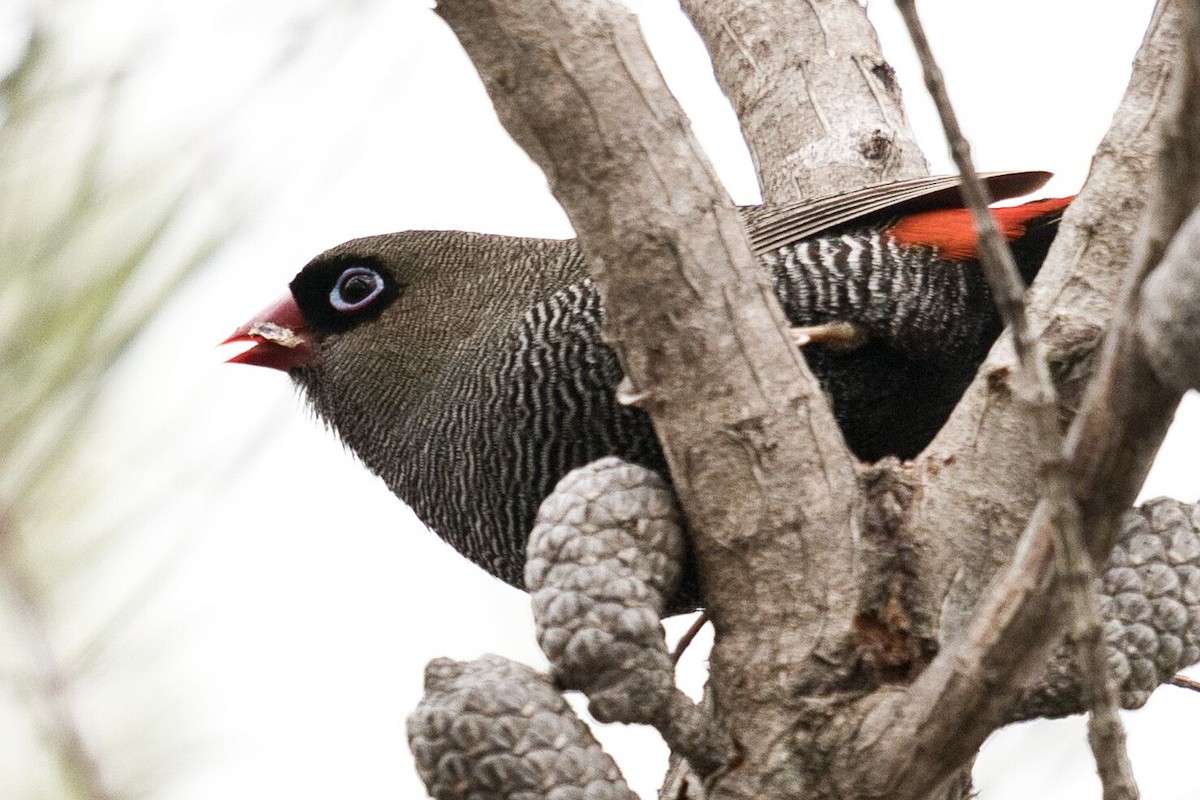 Beautiful Firetail - ML620524340