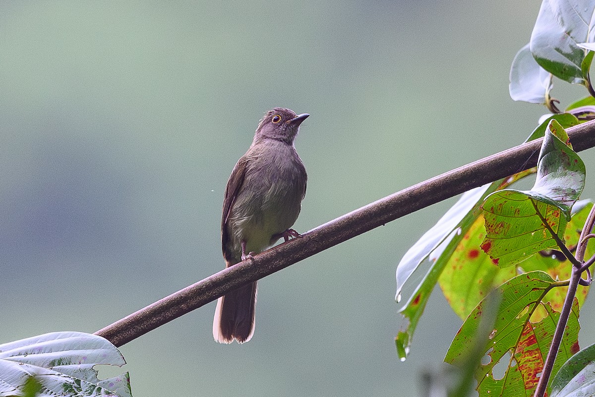 Spectacled Bulbul - ML620524346