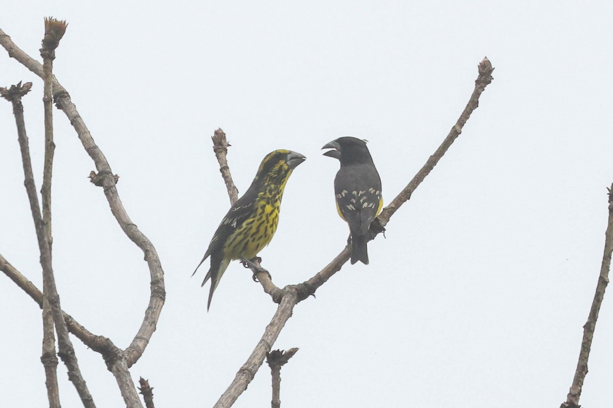 Gros-bec à ailes tachetées - ML620524349