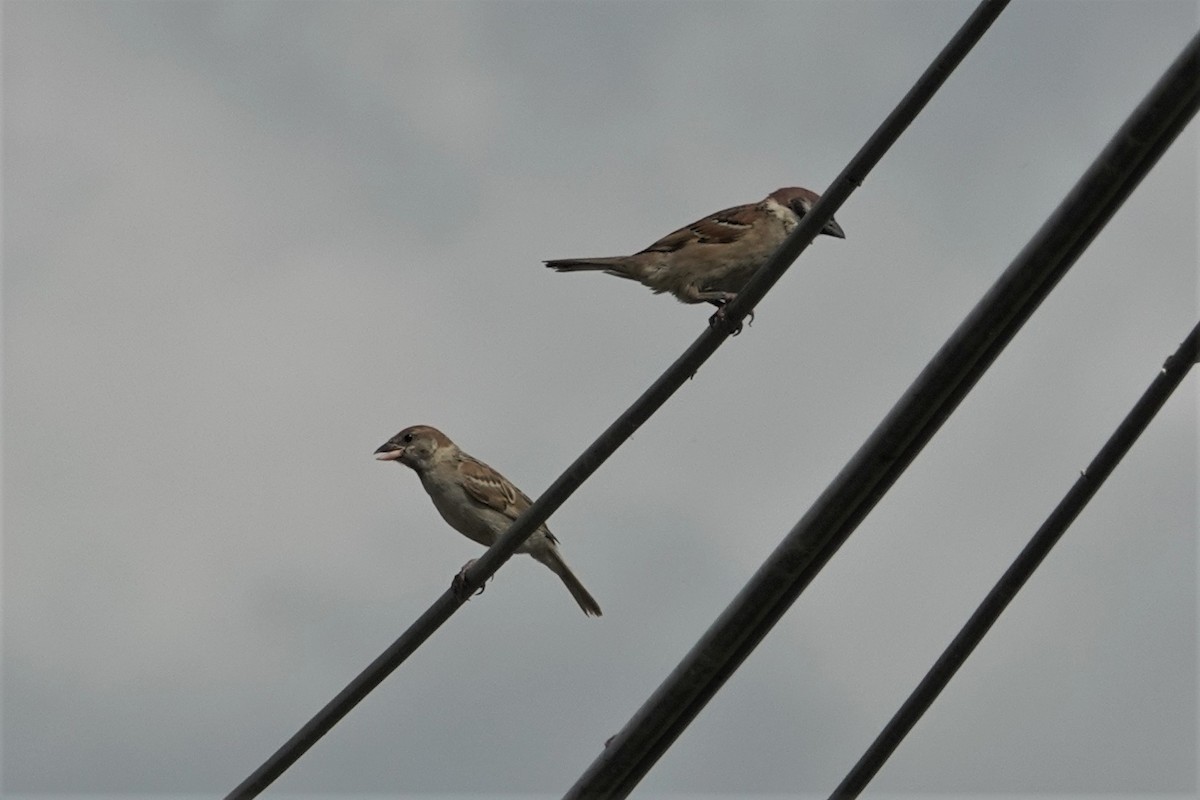 Eurasian Tree Sparrow - ML620524351