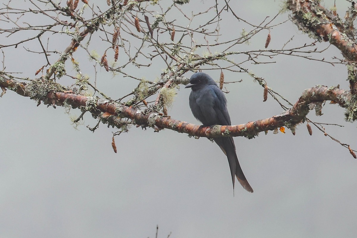 Kül Rengi Drongo - ML620524358