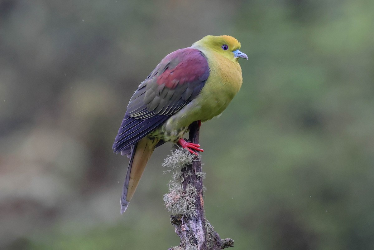 Wedge-tailed Green-Pigeon - ML620524361