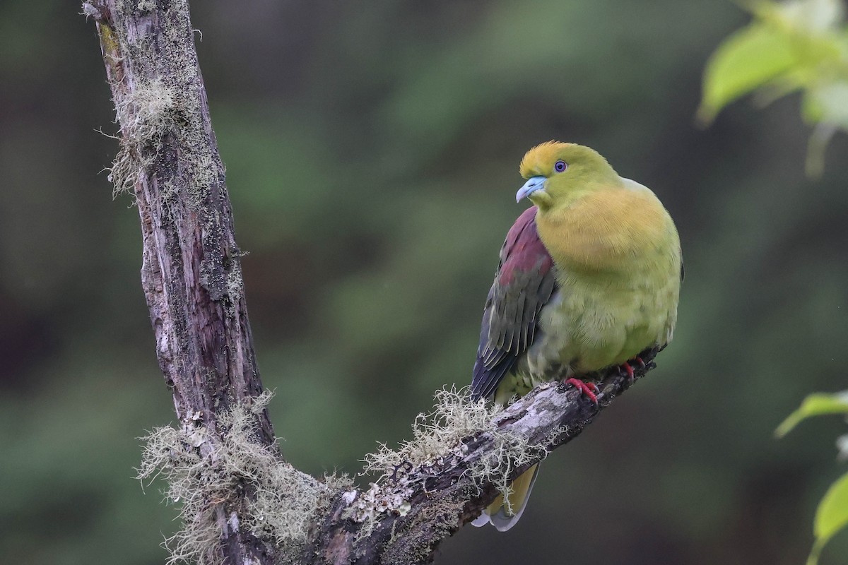 Wedge-tailed Green-Pigeon - ML620524362