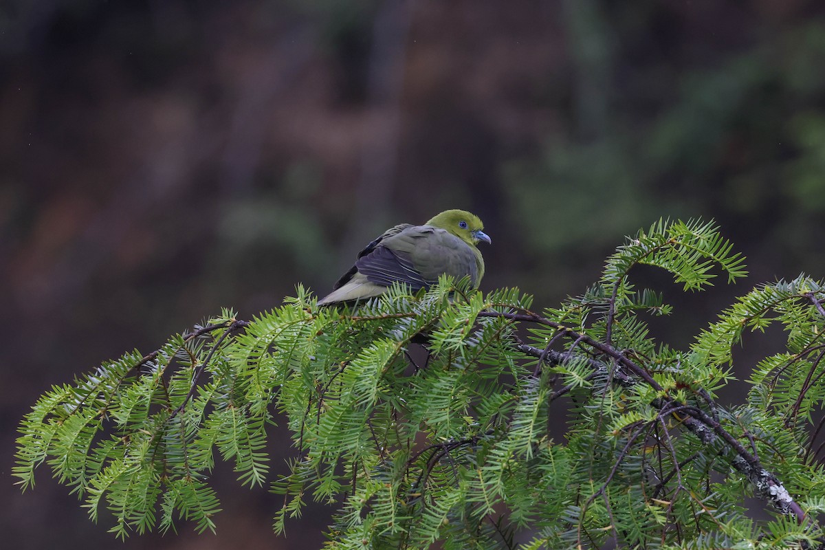 Wedge-tailed Green-Pigeon - ML620524363