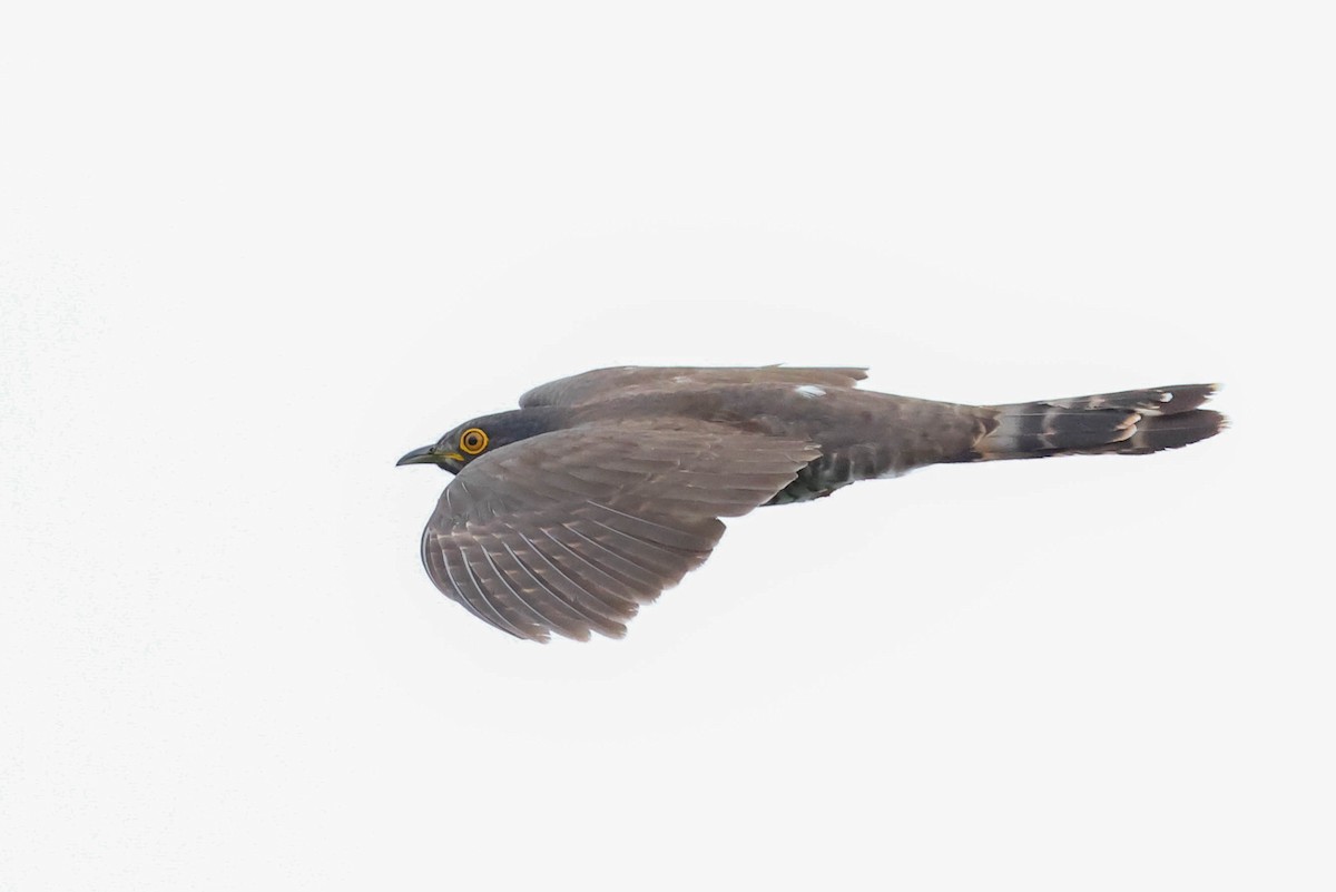 Large Hawk-Cuckoo - ML620524364