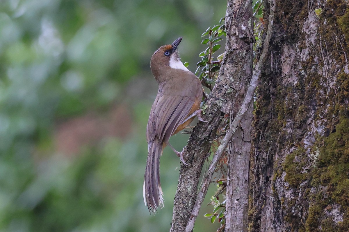 White-throated Laughingthrush - ML620524365