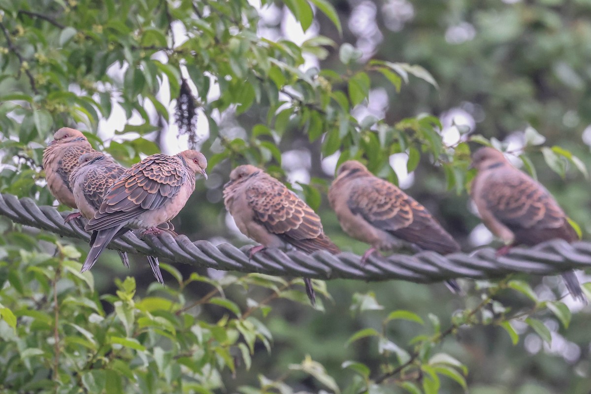 Oriental Turtle-Dove - ML620524366