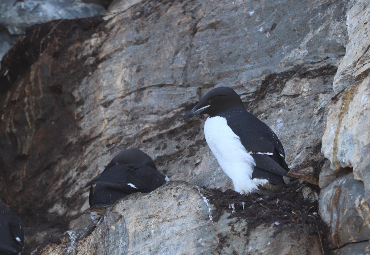 Guillemot de Brünnich - ML620524368