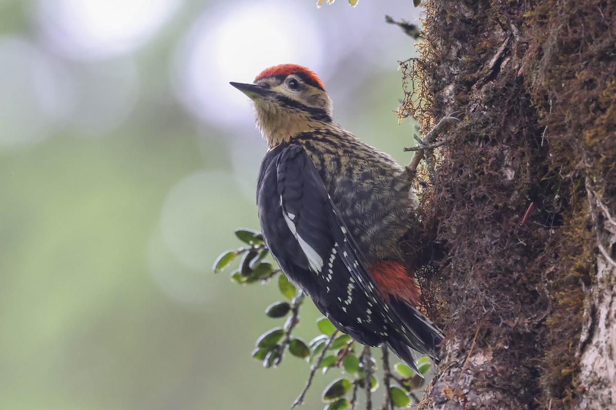 Darjeeling Woodpecker - ML620524369