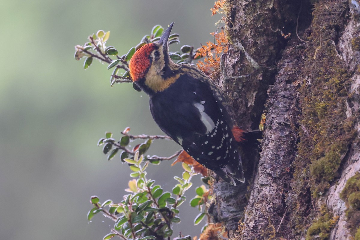 Darjeeling Woodpecker - ML620524370