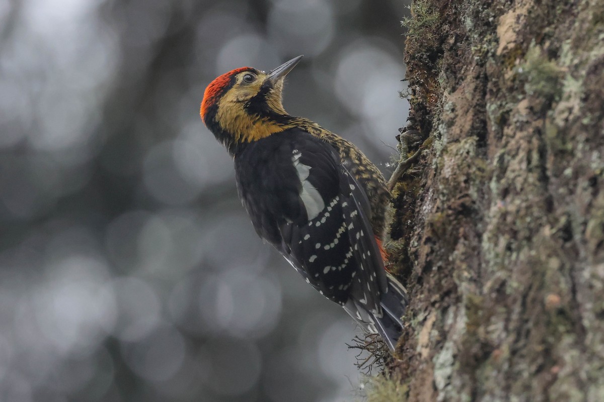 Darjeeling Woodpecker - ML620524374