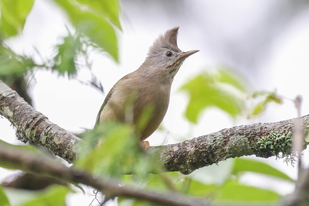 Stripe-throated Yuhina - ML620524379