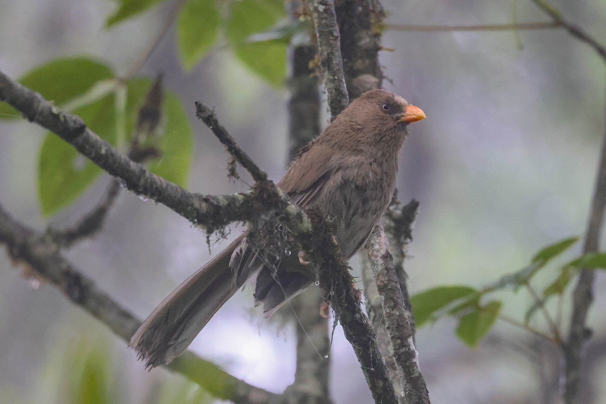 Great Parrotbill - ML620524382