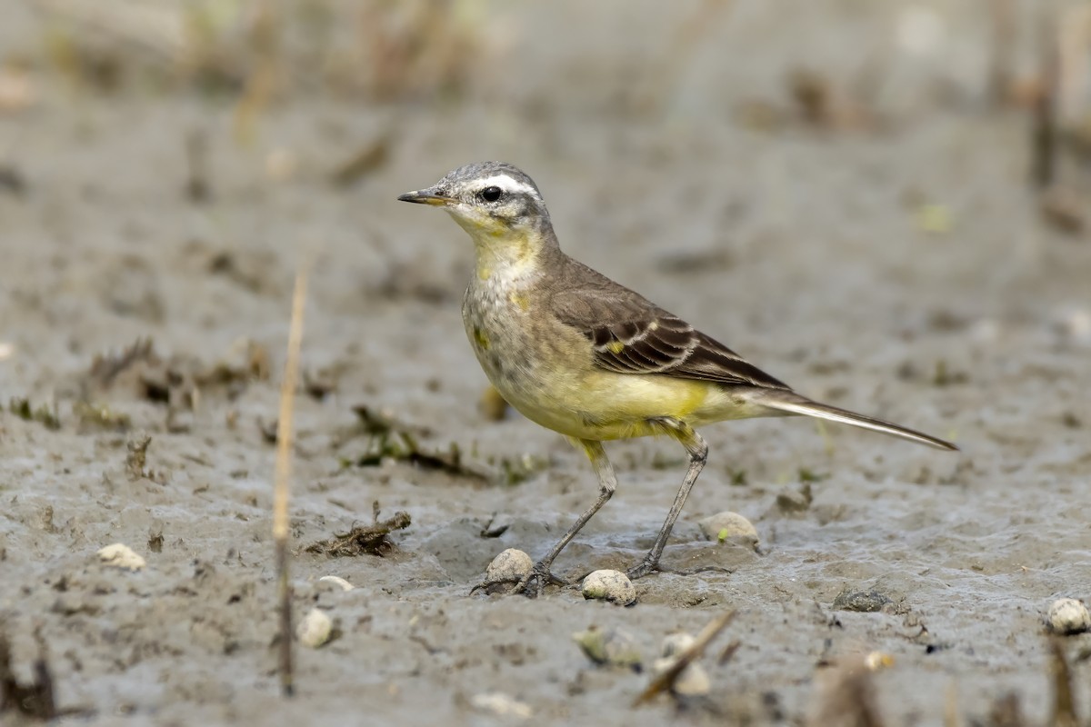 Western Yellow Wagtail - ML620524383