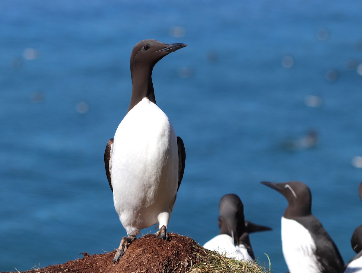 Common Murre - Miloslav Mišík