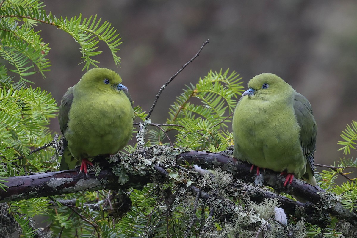 Wedge-tailed Green-Pigeon - ML620524394